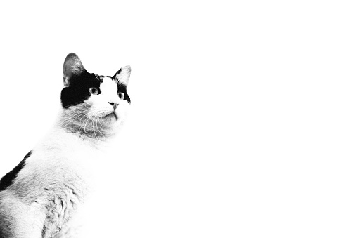 Monochrome black and white cat