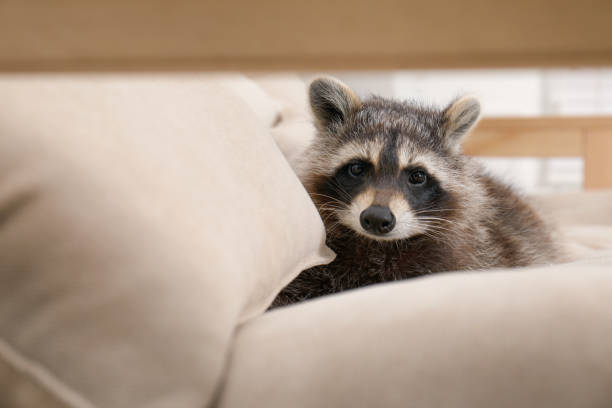 istock Cute funny raccoon resting on beige sofa 1328306534