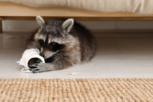 lindo mapache travieso jugando con papel higiénico en el suelo en el interior - mapache fotografías e imágenes de stock