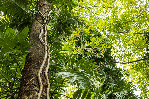 Low angle view of Monstera deliciosa Liebm leaf forest with other types of leaves taken in daylight in a public forest park in rural Thailand.