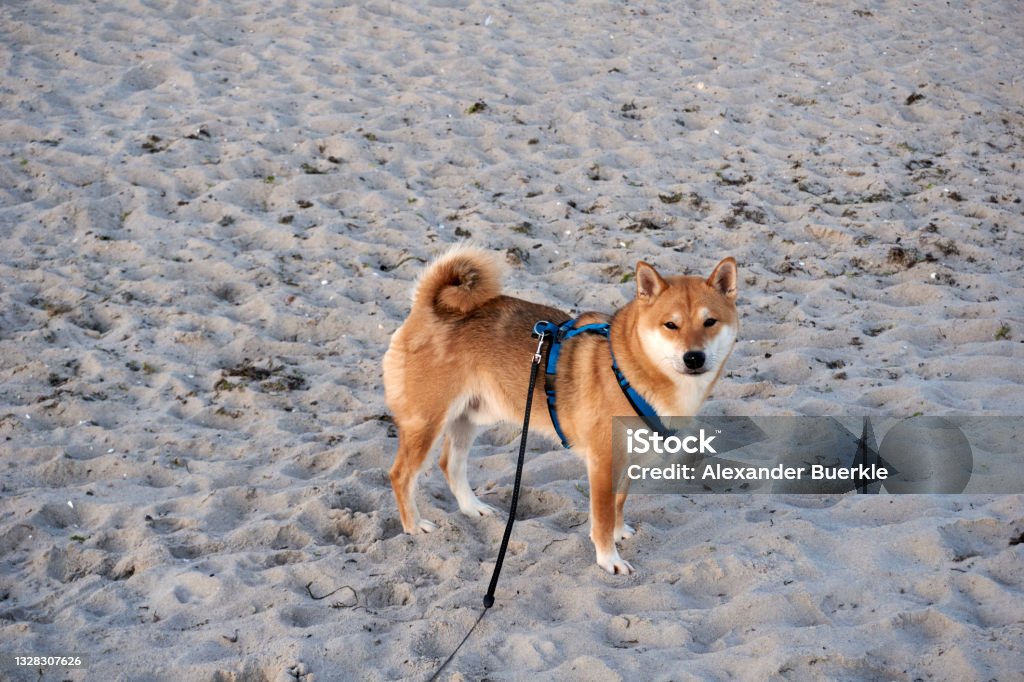 sesame shiba inu dog on the beach of the baltic sea Dogecoin Stock Photo