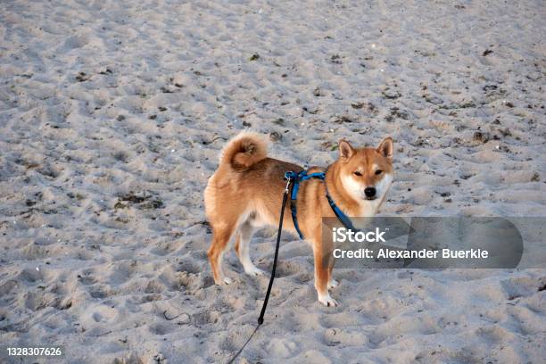 Sesame Shiba Inu Dog On The Beach Of The Baltic Sea Stock Photo - Download Image Now