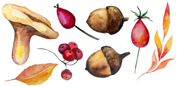 ilustrações, clipart, desenhos animados e ícones de coleção de aquarela de outono com folhas amarelas, laranjas e vermelhas, nozes, cogumelos e frutos - mushroom edible mushroom red botany