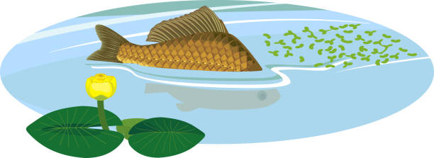 illustrations, cliparts, dessins animés et icônes de nageoire arrière des poissons de carassin sortant de l’eau pendant le frai et plante jaune de nénuphar - lily pond