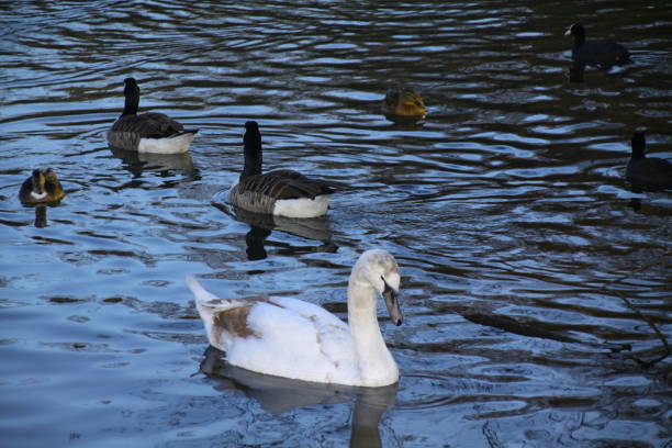 istock portrait of a white swan 1328308140