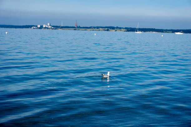 seagull swimming in the baltic sea
