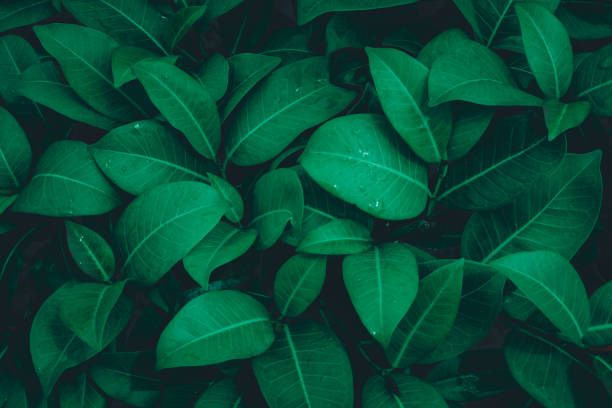 istock tropical leaves, abstract green leaves texture, nature background 1328309982