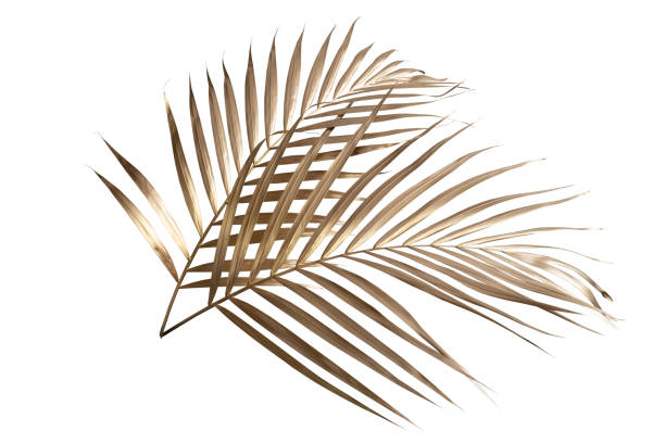 istock leaves of palm Gold color tree on white background.clipping path 1328309983