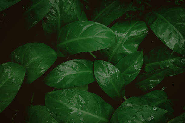 istock tropical leaves, abstract green leaves texture, nature background 1328310000