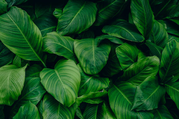 istock tropical leaves, abstract green leaves texture, nature background 1328310091
