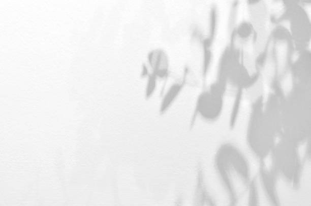 istock Light and shadow eucalyptus branches on grunge white wall concrete background.Silhouette abstract tropical leaf natural pattern for wallpaper, spring ,summer texture.Black and white blurred image. 1328311227