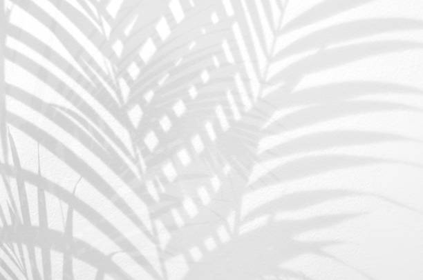 istock Light and shadow leaves,palm leaf on grunge white wall concrete background.Silhouette abstract tropical leaf natural pattern for wallpaper, spring ,summer texture.Black and white blurred image backdrop. 1328311269