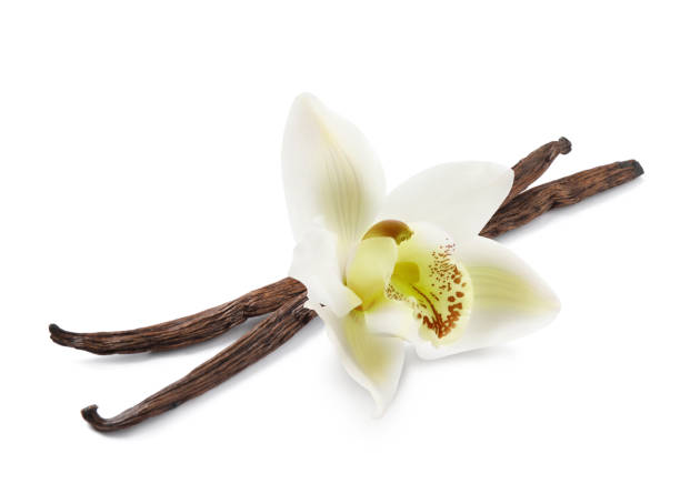 istock Dried aromatic vanilla sticks and beautiful flower on white background 1328311320