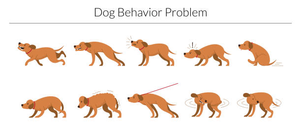 Dog Behavior Problem Set Aggressive, Fear, Stubborn and Biting Tail aggression illustrations stock illustrations