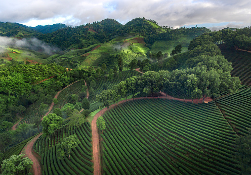 Drone shot (aerial view) landscape view in the morning of Tea Plantation at Doi Mae Salong in Chiang Rai, Thailand