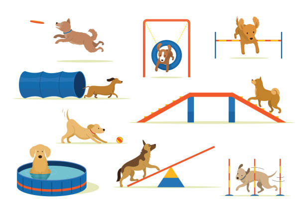 hunde spielen mit ausrüstungsset - agility stock-grafiken, -clipart, -cartoons und -symbole