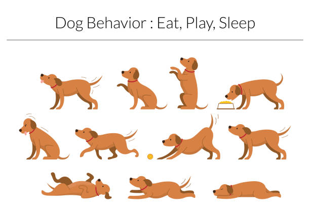 illustrazioni stock, clip art, cartoni animati e icone di tendenza di set di comportamenti del cane, mangiare, giocare, concetto di sonno - cane