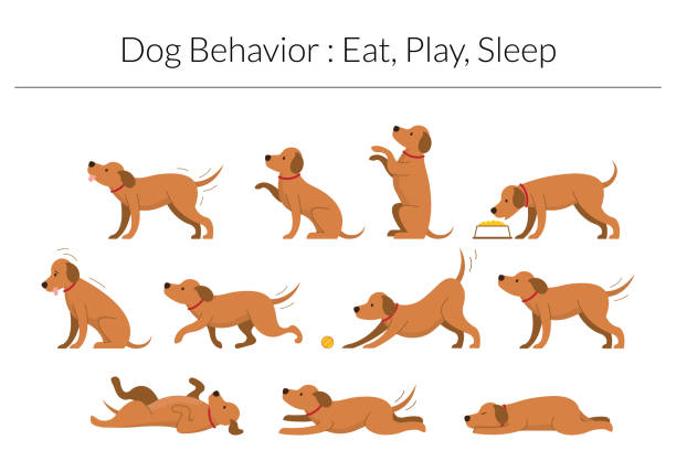 ilustrações, clipart, desenhos animados e ícones de conjunto de comportamento de cachorro, comer, brincar, conceito de sono - suplica