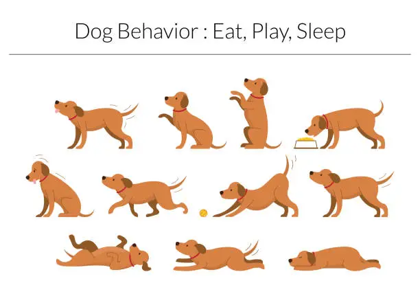 Vector illustration of Dog Behavior Set, Eat, Play, Sleep Concept