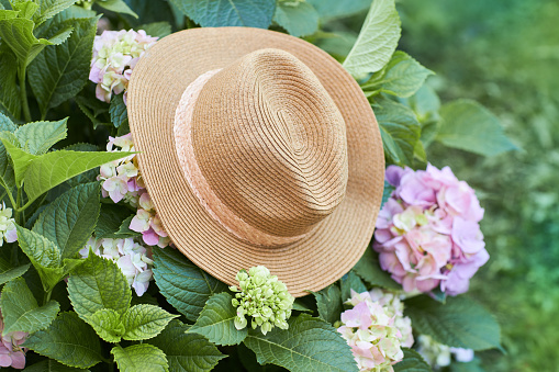 Pink and lilac hydrangea flowers with straw hat in summer in the garden.