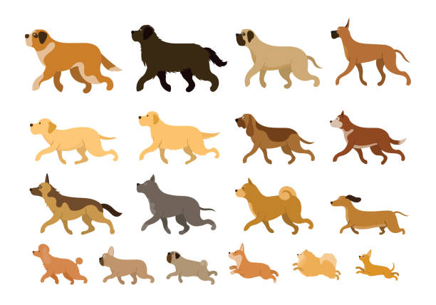 Various Dog Breeds Running Set Large, Medium and Small Body Sizes, Side View newfoundland dog stock illustrations