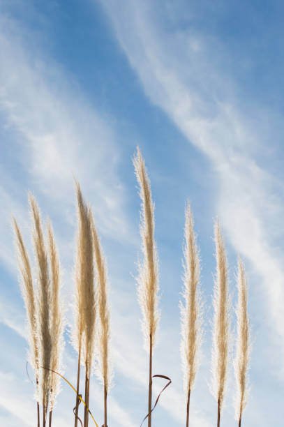 istock Plant duster with blue sky and clouds background 1328312776