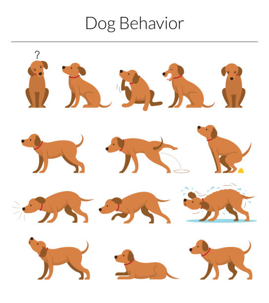 dog behavior set - dogs stock illustrations