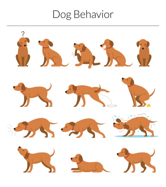 Dog Behavior Set Various Action and Posture, Body Language dogs stock illustrations