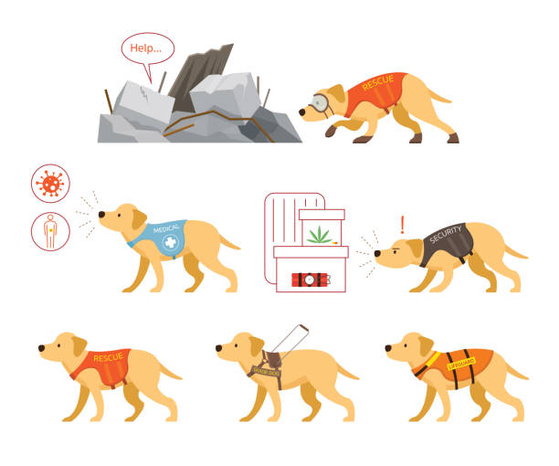 ilustraciones, imágenes clip art, dibujos animados e iconos de stock de conjunto de perros de asistencia - perro adiestrado