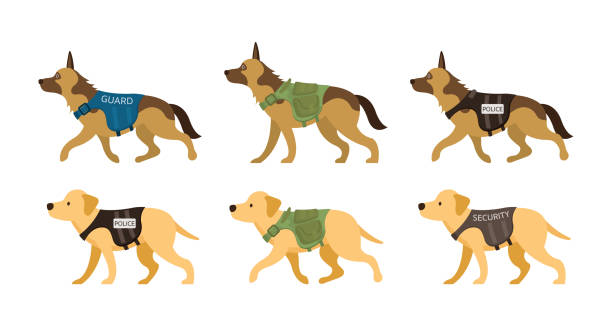 ilustraciones, imágenes clip art, dibujos animados e iconos de stock de k9, policía, militar, guardia, perros de seguridad - perro adiestrado