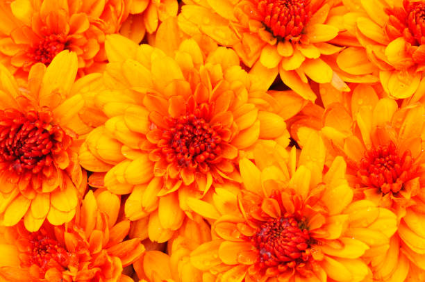 istock Flowers of chrysanthemum. 1328314360
