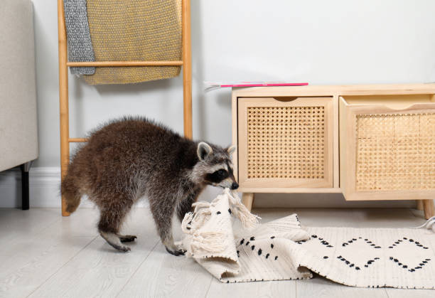 istock Cute mischievous raccoon playing with rug indoors 1328316413