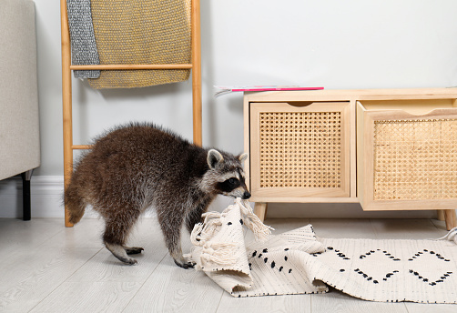 Cute mischievous raccoon playing with rug indoors