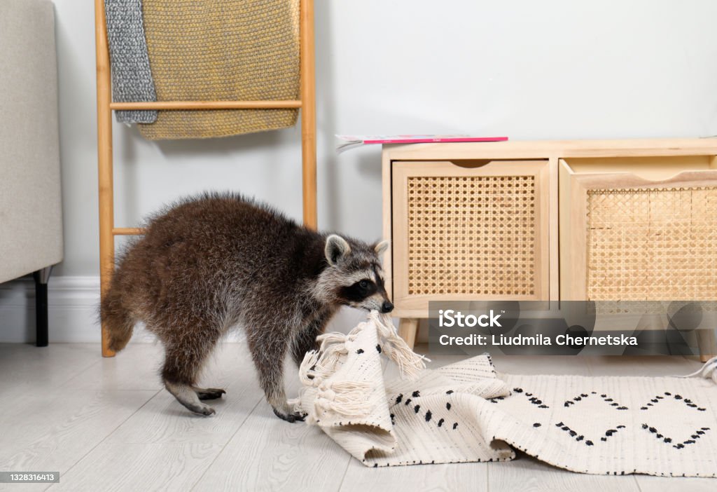 Cute mischievous raccoon playing with rug indoors Raccoon Stock Photo