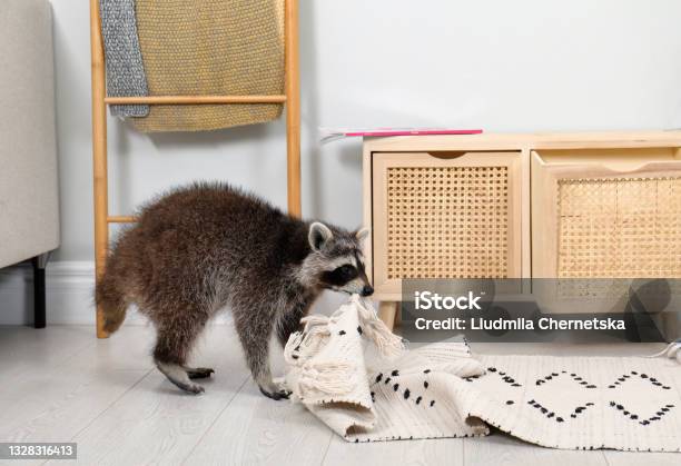 Cute Mischievous Raccoon Playing With Rug Indoors Stock Photo - Download Image Now - Raccoon, Pulling, Rug