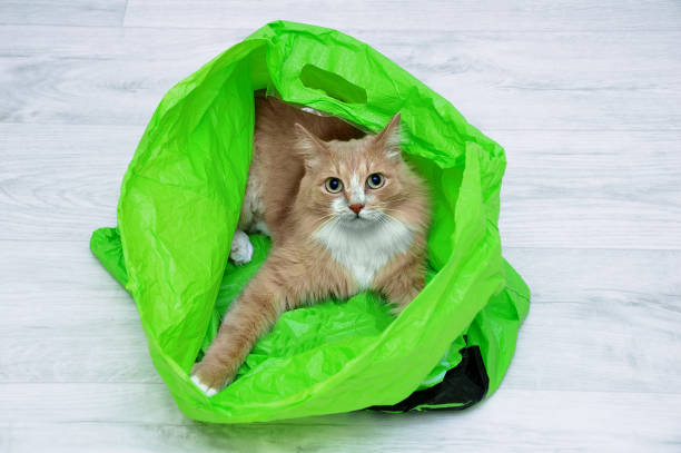 部屋の床に横たわる緑のビニール袋に入ったベージュの猫。 - domestic cat bag shopping gift ストックフォトと画像