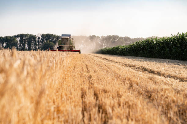 istock Harvester, combine machine on wheat field 1328317665