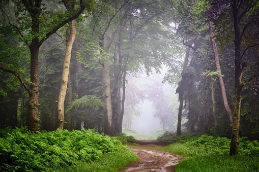 A misty forest on an early morning. There’s a footpath going through the scene. Trees and bushes are standing around the path and there are no people.