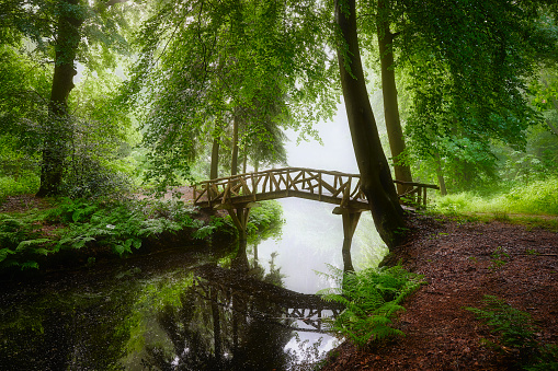 A misty forest on an early morning. There’s a bridge going over a small river and the water reflects its surroundings. There are no people around and the plants are growing very well.