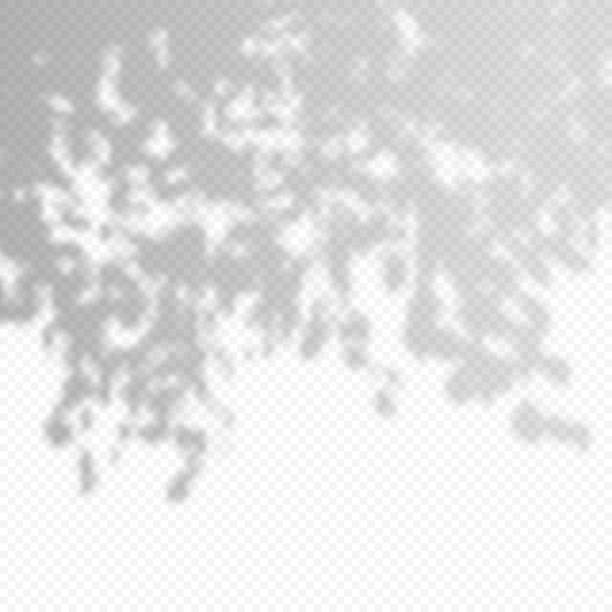 ilustrações de stock, clip art, desenhos animados e ícones de realistic vector transparent overlay blured shadow of branch leaves. - wall layers