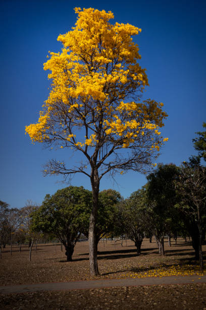 istock Brightly yellow tree against blue sky: the Golden Trumpet Tree (Handroanthus albus). 1328319788