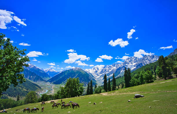 istock Beautiful mountain scenery. Blue sky, snow, white horses grazing. 1328320989
