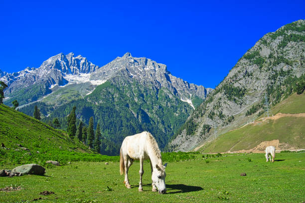 istock Beautiful mountain scenery. Blue sky, snow, white horses grazing. 1328321029