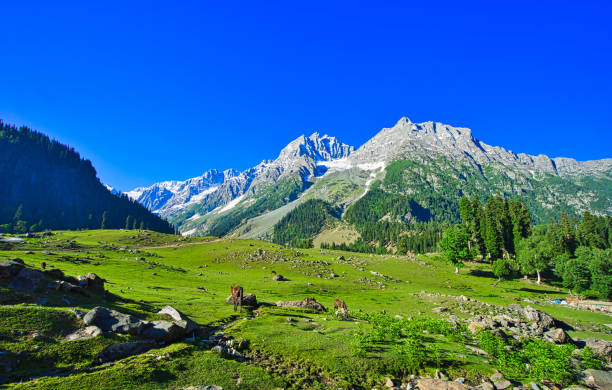 istock Beautiful mountain scenery. Blue sky, white clouds, horses grazing. 1328321077