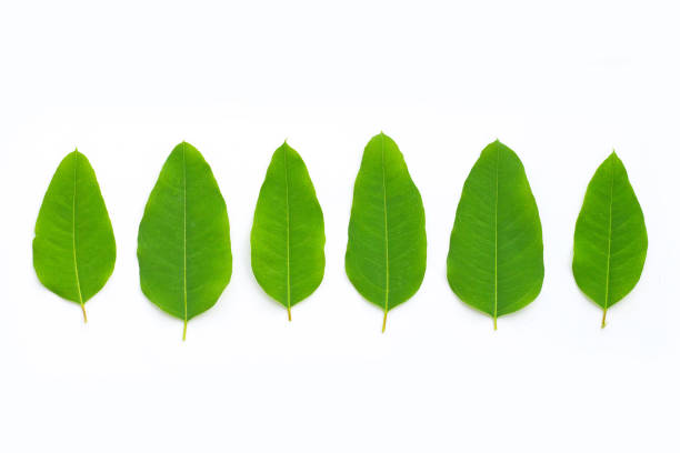 istock Eucalyptus leaves on white background. 1328321959