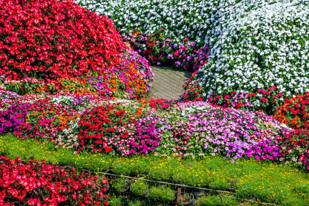 istock A brick stone pathway in vivid multi color blossom various flowers garden 1328322311