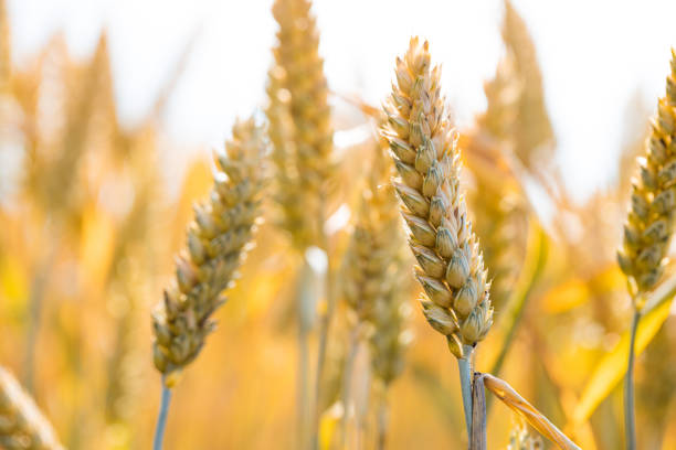 Ripe wheat ears grows on a farm field under sun light. Natural background. Wheat field.