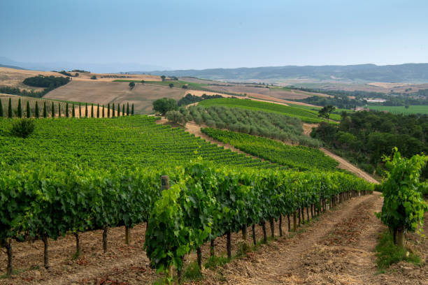 vineyards in montalcino home of famous brunello wine -tuscany - italy - montalcino imagens e fotografias de stock