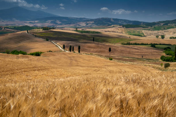 cypress road with wheat fields gladiator`s road - val d'orcia tuscany, italy - val tuscany cypress tree italy imagens e fotografias de stock