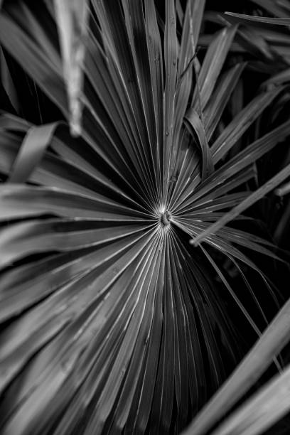 istock Livistona chinensis black&white 1328325011